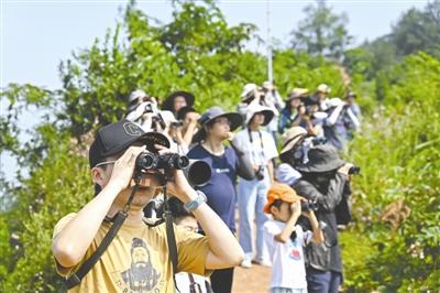 成都龙泉山又火了！上山数猛禽 外地“鸟友”慕名来打卡